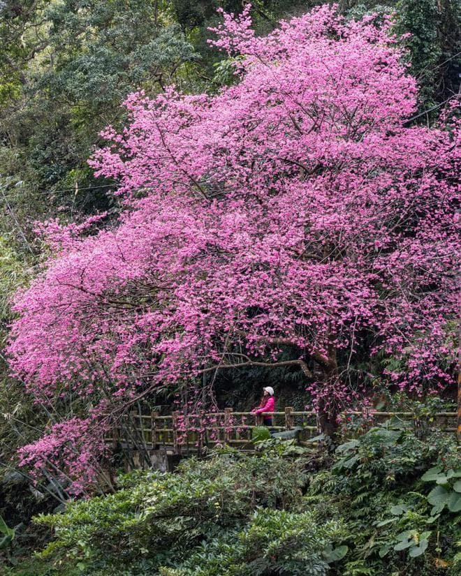 初春必学！7个梅花拍摄技巧，手机也能拍出国风大片