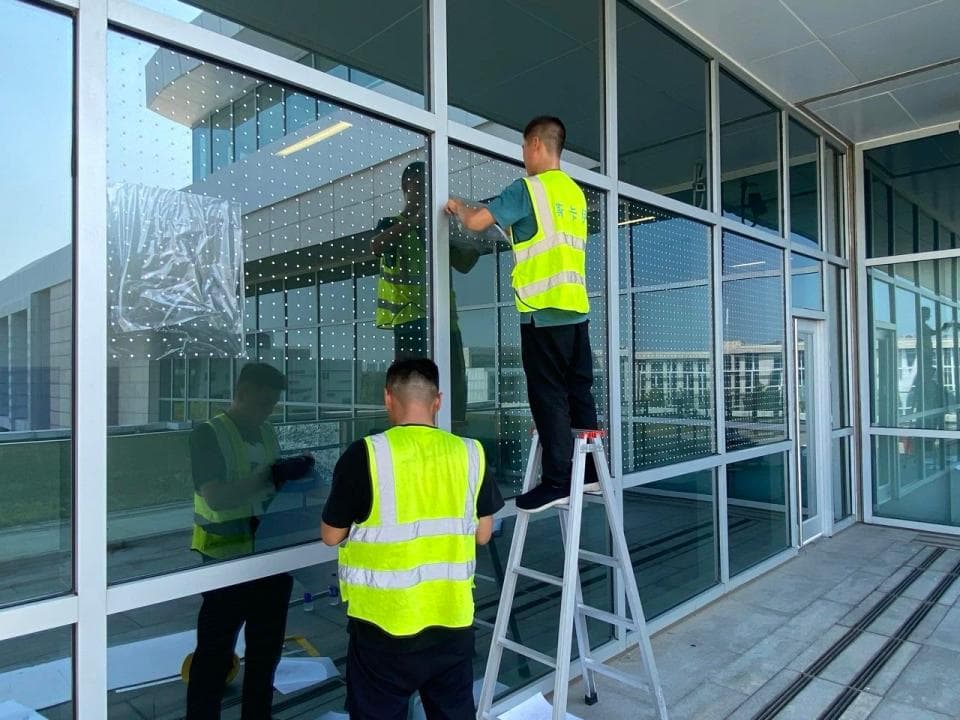 “鸟撞”是什么？为何每年让上十亿鸟儿丧命？我们能做什么？来听专家怎么说
