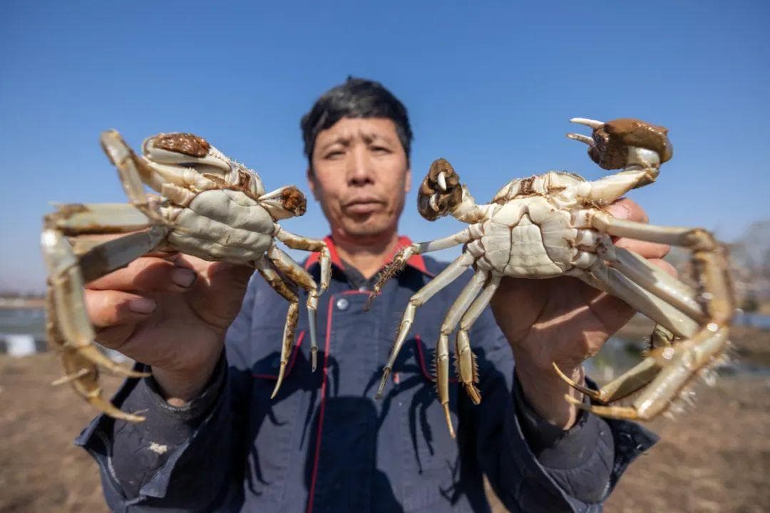 三晋出好蟹！山西大闸蟹养殖业蒸蒸日上