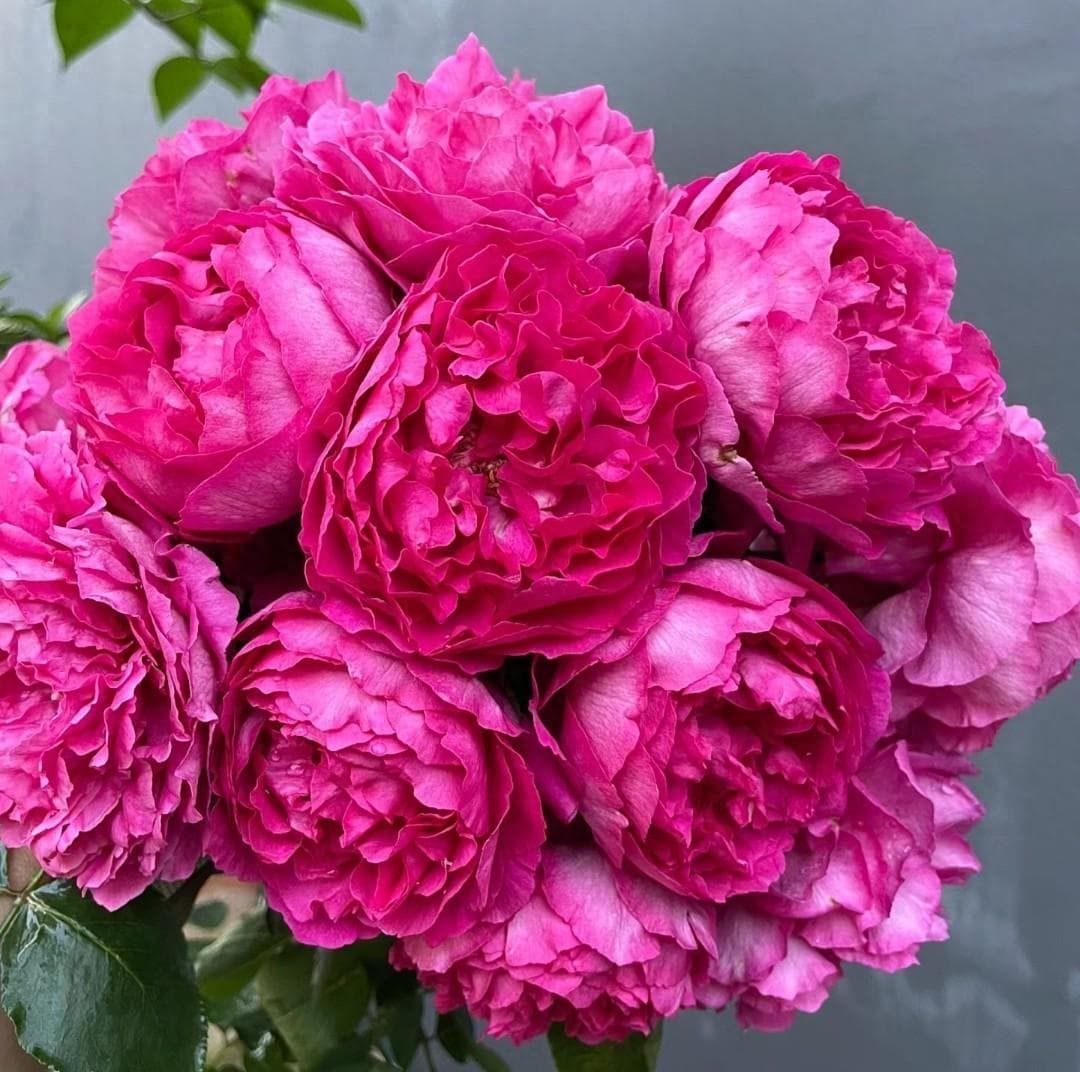适合家养花期长又香又好养的花（公认“花香浓郁”的10种花）