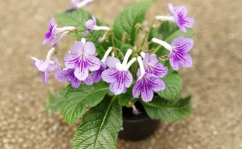 这几种在春季开花的植物特适合新手，容易长，花朵还好看