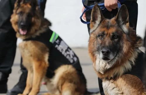 马犬：忠诚勇敢的警犬品种