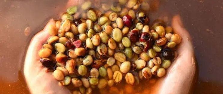水洗处理法对咖啡风味的深度解析：特点与对比