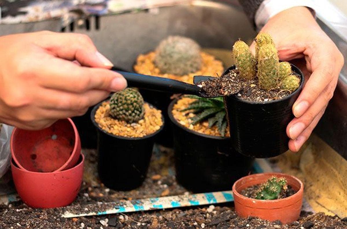 照顾迷你多肉植物的技巧