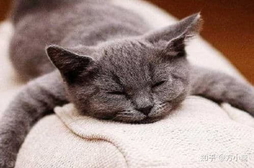 猫咪呼吸腹部起伏之谜