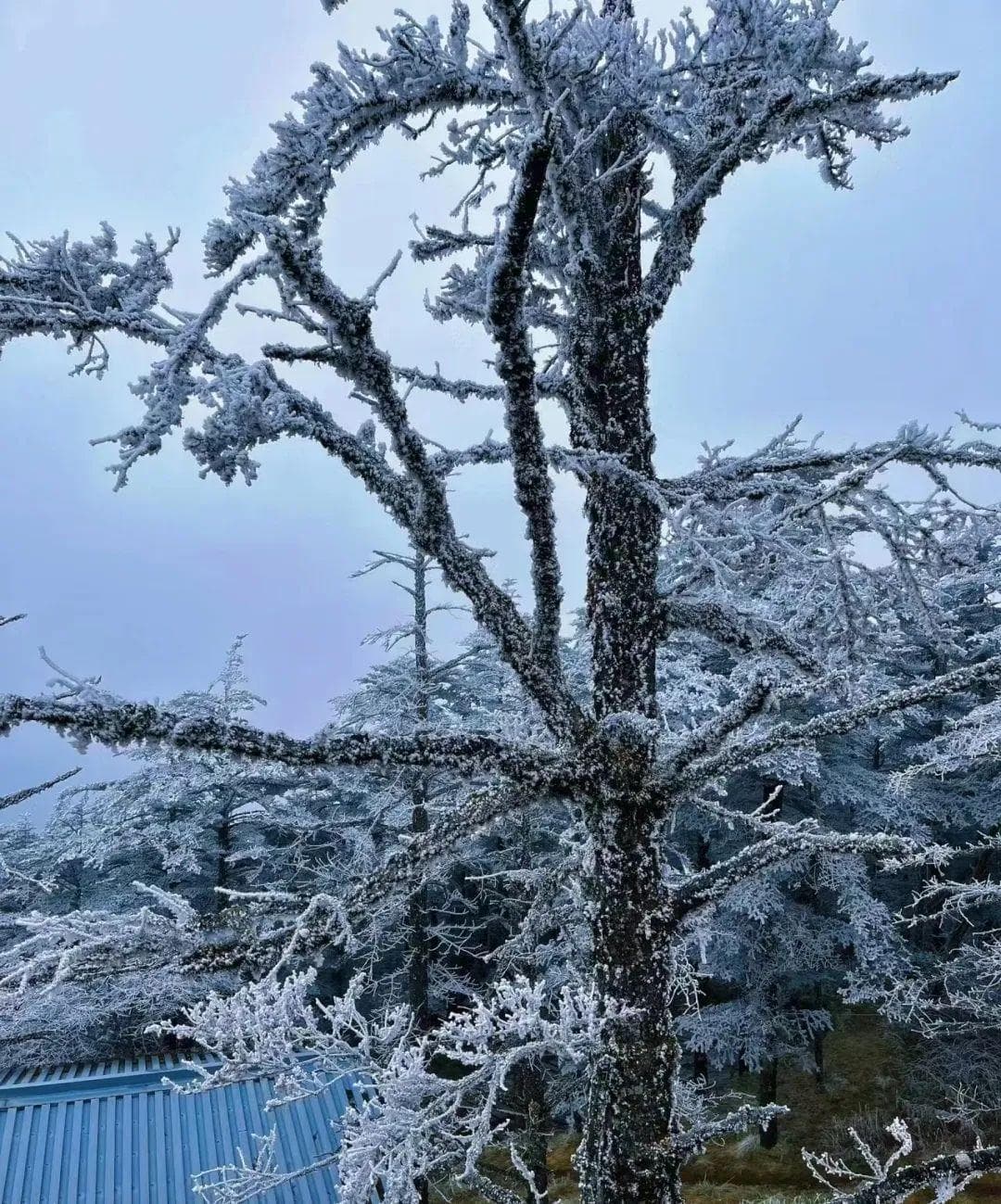 冬游峨眉山：金顶日出、雾凇奇观与滑雪攻略