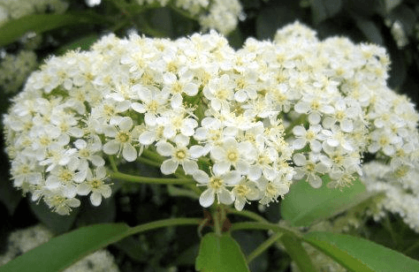 植物气味大揭秘：为什么石楠的味道如此特别？