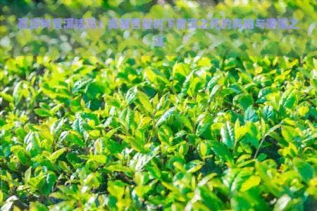 菩提树普洱结局：揭秘菩提树下普洱之死的真相与婚姻之谜