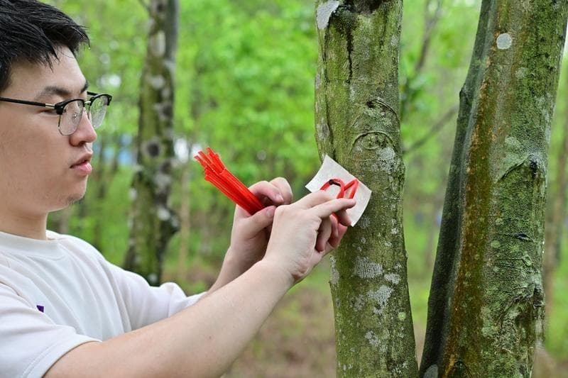 中山林业部门联合高校科研力量生态灭虫，助推沉香茶叶规模化生产