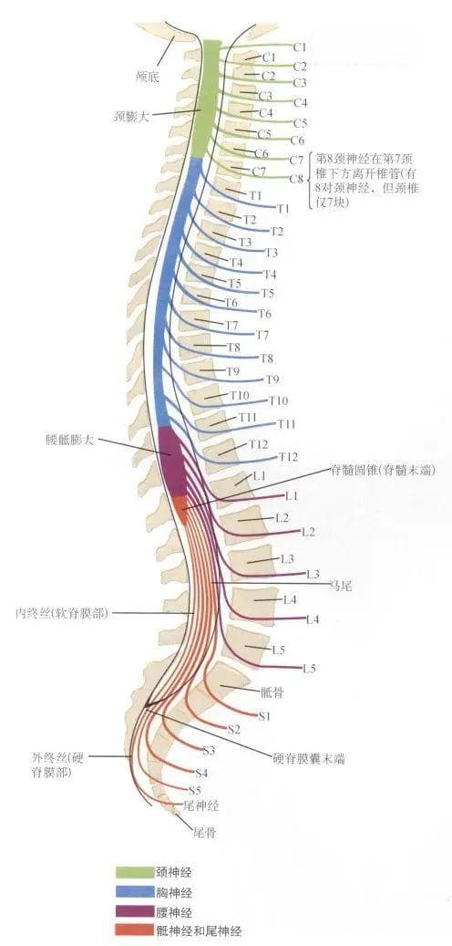 背根神经节与神经病理性疼痛