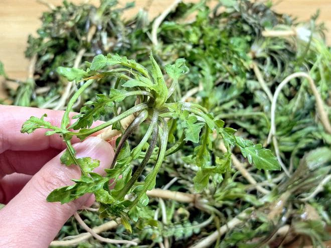 春天，宁可不吃肉，也要多吃4种“养肝菜”，镇静安神，平肝清热