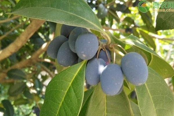 桂花树果子有什么用途和功效？