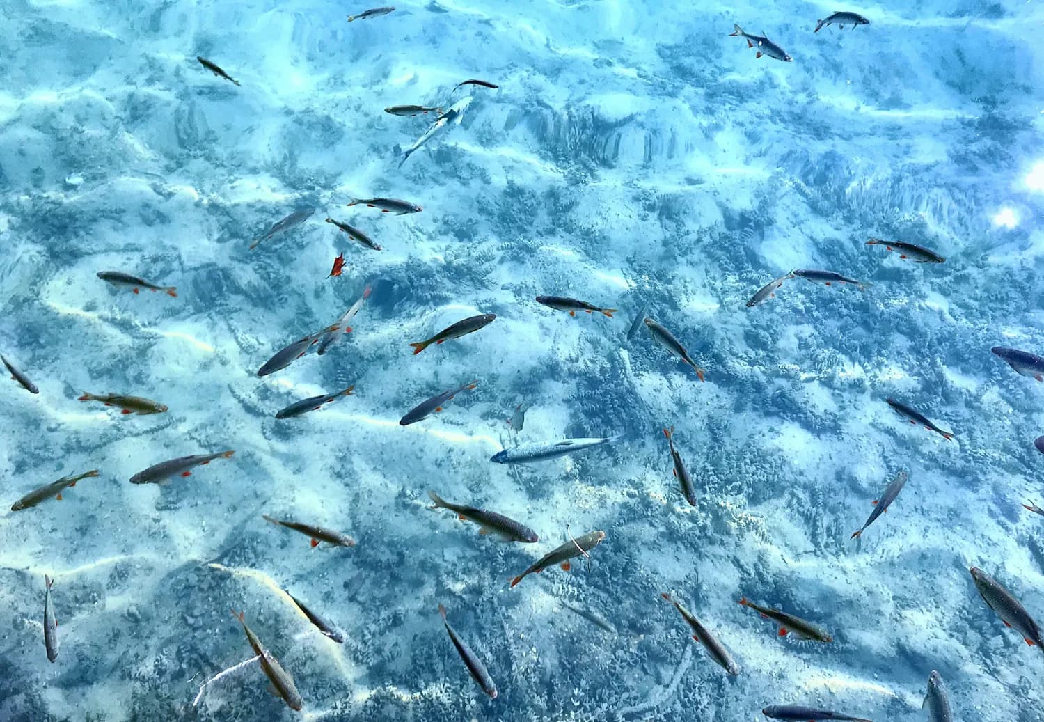 青海湖湟鱼保护新突破：数量翻倍！