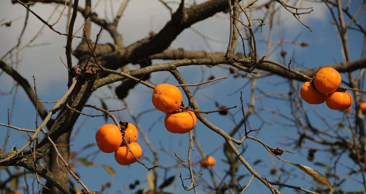 掌握嫁接技巧，轻松种出优质柿子树