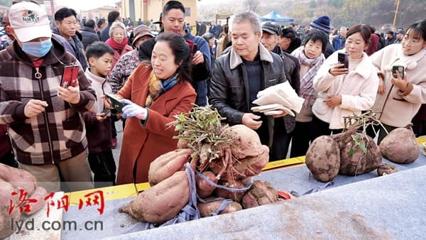汝阳县：“一颗小红薯”串起增收致富产业链