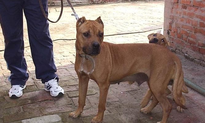 比特犬——一只勇敢而忠诚的宠物（了解比特犬的品种特点、饲养技巧及健康保养方法）