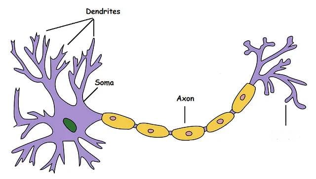 人工神经网络和生物神经网络比较
