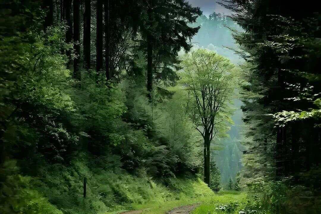 七律·山林逍遥游：一首追求心灵自由的古诗赏析