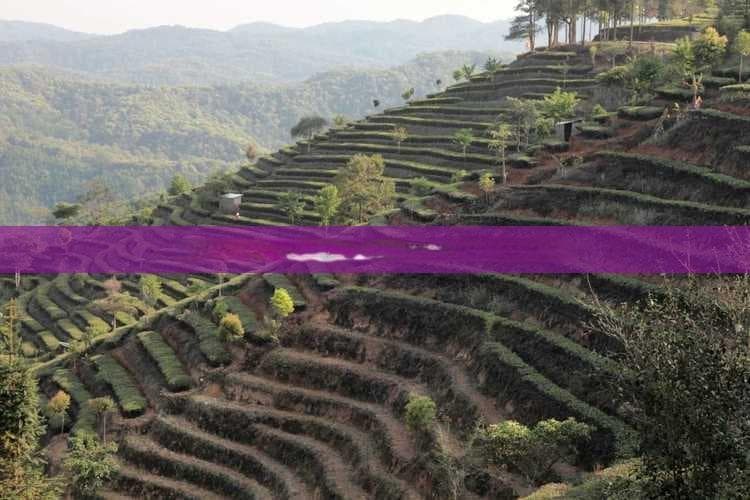 探讨普洱茶热缩膜包装对存放效果及保质期的影响