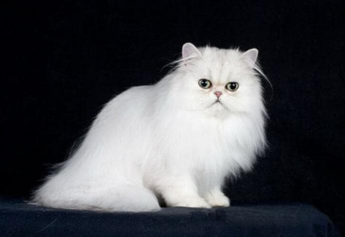 波斯猫为什么叫波斯猫?