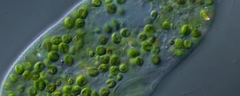 草履虫：单细胞生物界的奇妙存在