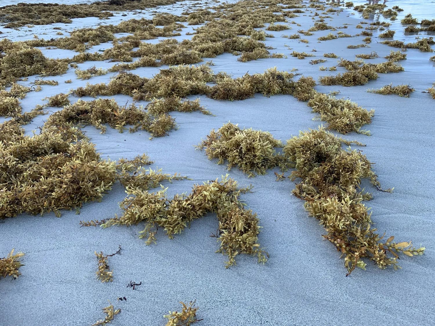 每采2两发菜毁16个球场，这种珍稀藻类已获重点保护