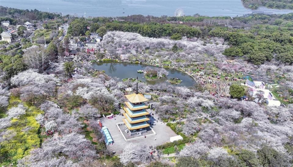 玩转3月樱花！武汉221处赏樱点等你看过来，4个免费公园樱花树超千株