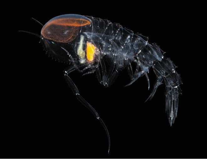 生物界的"小透明"，到底有哪些魔法？