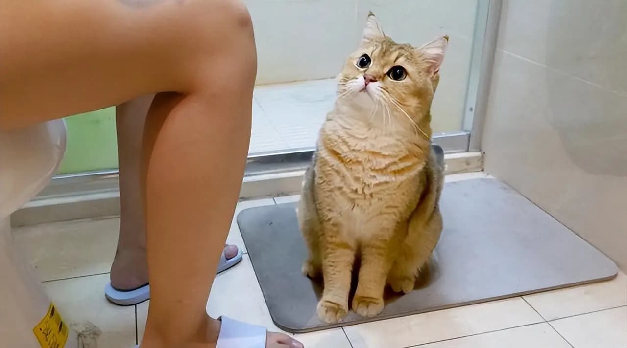 揭秘猫咪为何爱跟主人上厕所：六大原因全解析