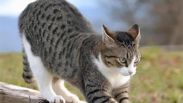 猫和老虎体型一样大，打起来谁更胜一筹