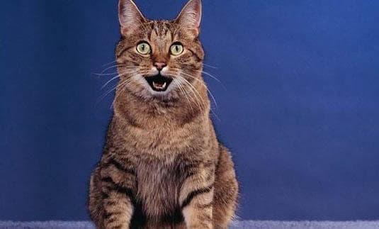 猫绝育一定要做术前检查么