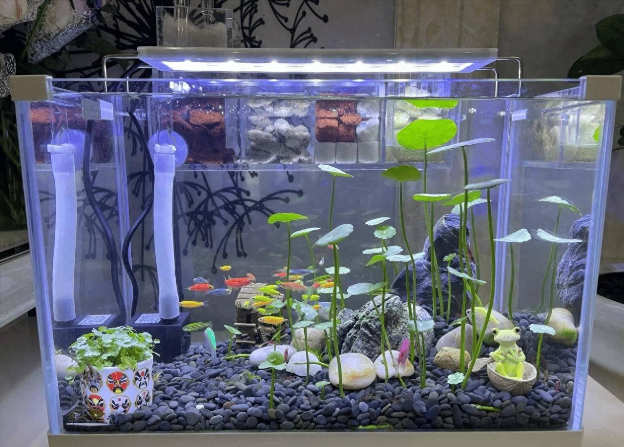 新疆退休大爷的“鱼缸铜钱草”走红：一个创意让普通植物焕发光彩