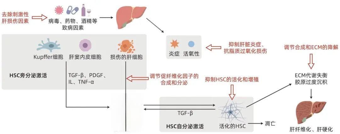 中药逆转肝纤维化的分子机制研究进展