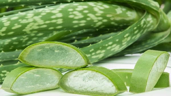 芦荟护肤：功效与风险全解析