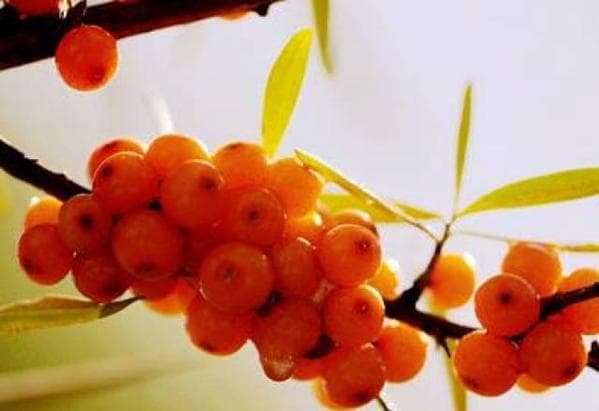 沙棘果：沙漠中的瑰宝，养生的秘密