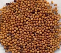 白芥子：传统中药材的多重功效与应用