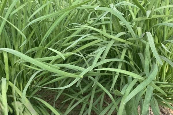 韭菜几月份播种最适合？