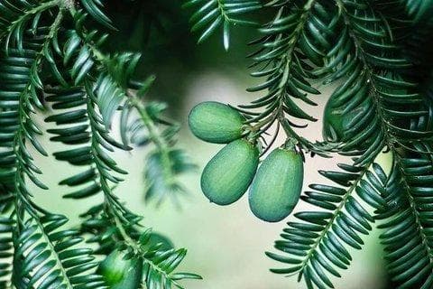 香榧怎么吃才是正确的？香榧的正确吃法