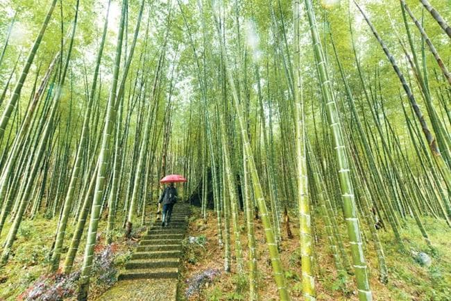 “一根竹”撬动千亿大产业 福建省推进竹产业高质量发展