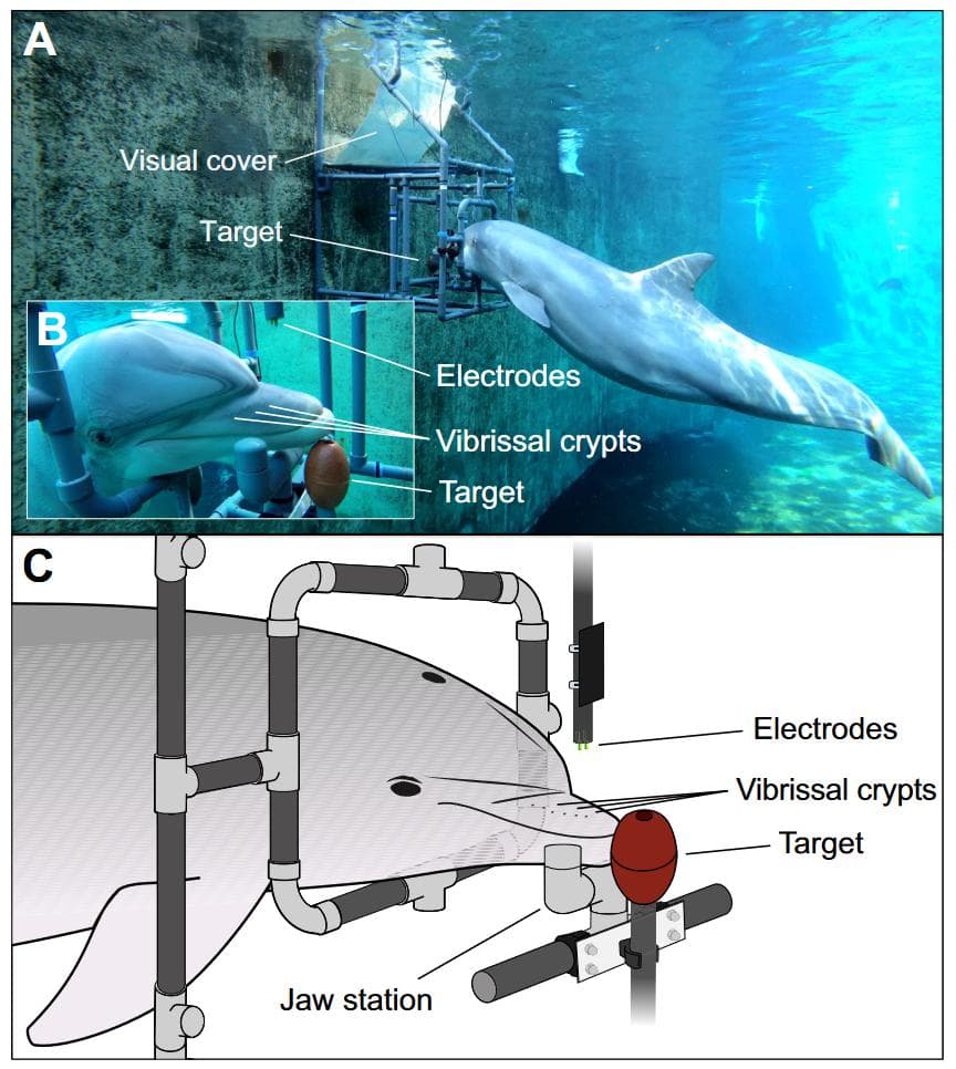 探秘海豚的第七感 – 瓶鼻海豚的電覺