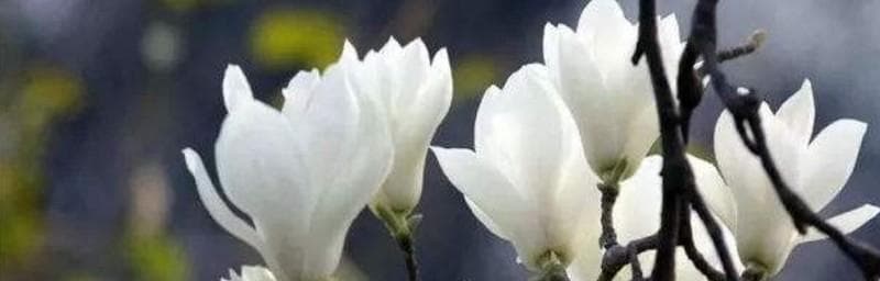 玉兰花语和寓意：高贵、纯洁、坚强与优雅的象征
