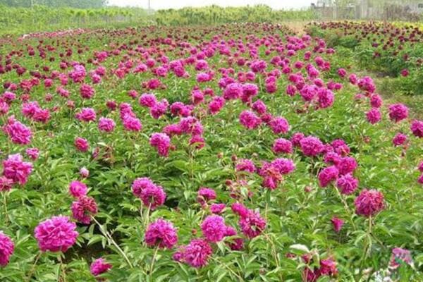 牡丹花怎么养殖方法和注意事项