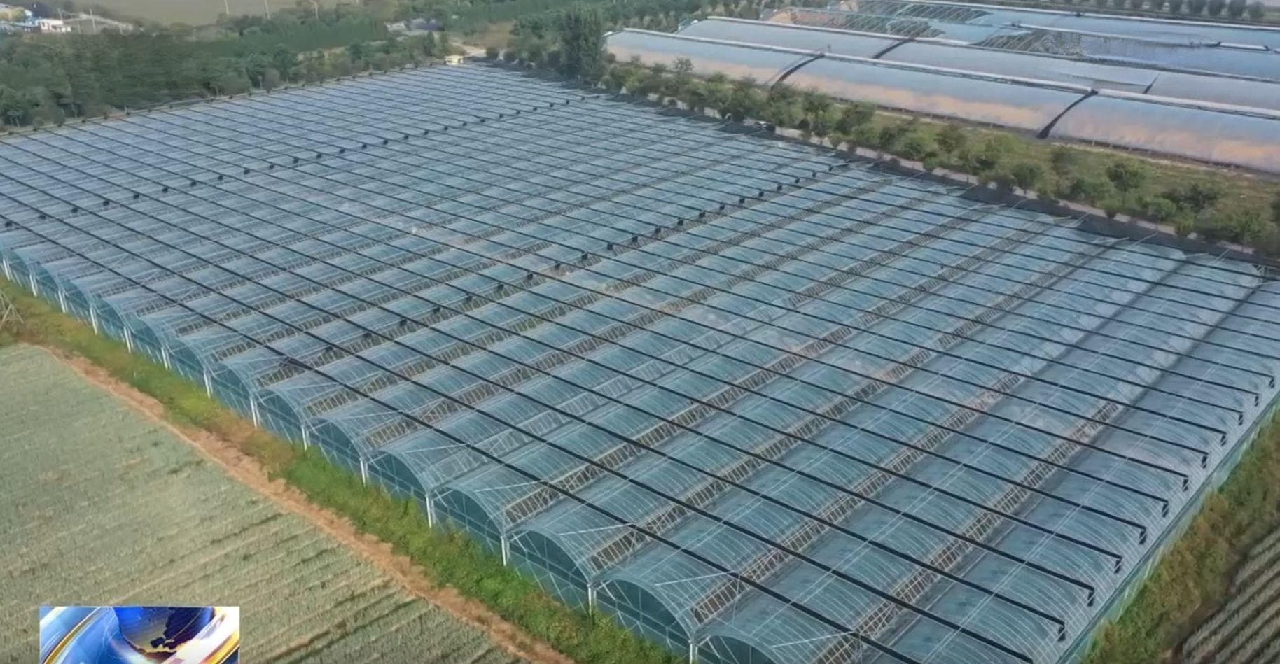 多地启用智能设施应对寒潮，确保蔬菜供应稳定