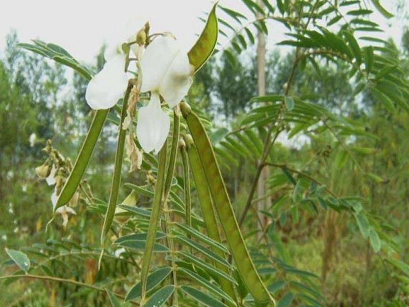黄花槐从种子到开花：详细的种植过程和养护要点