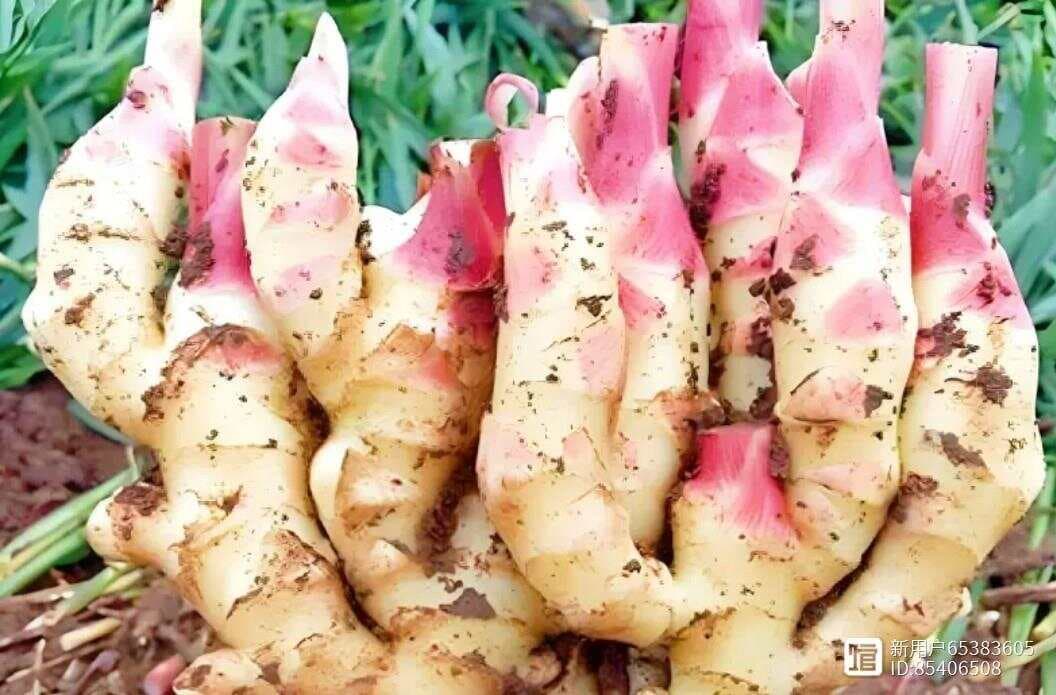小黄姜：探寻这种独特生姜的魅力
