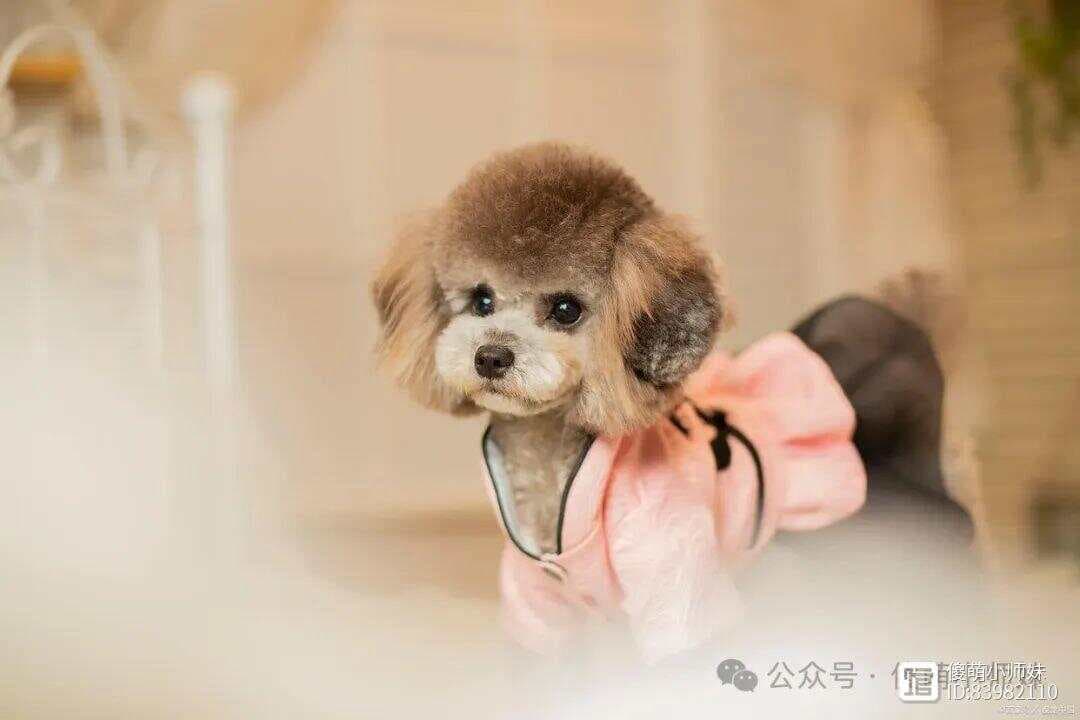 泰迪VS博美：哪种狗狗更适合你？
