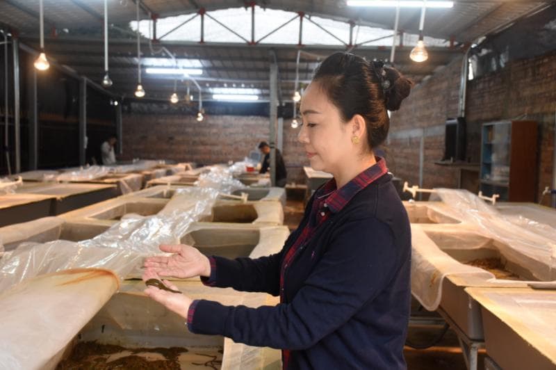 海南文昌铺前镇：水蛭养殖与蔬菜种植双轮驱动乡村振兴