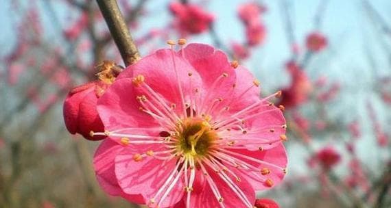 梅花——中国传统文化的代表之一（探究梅花之美与象征）
