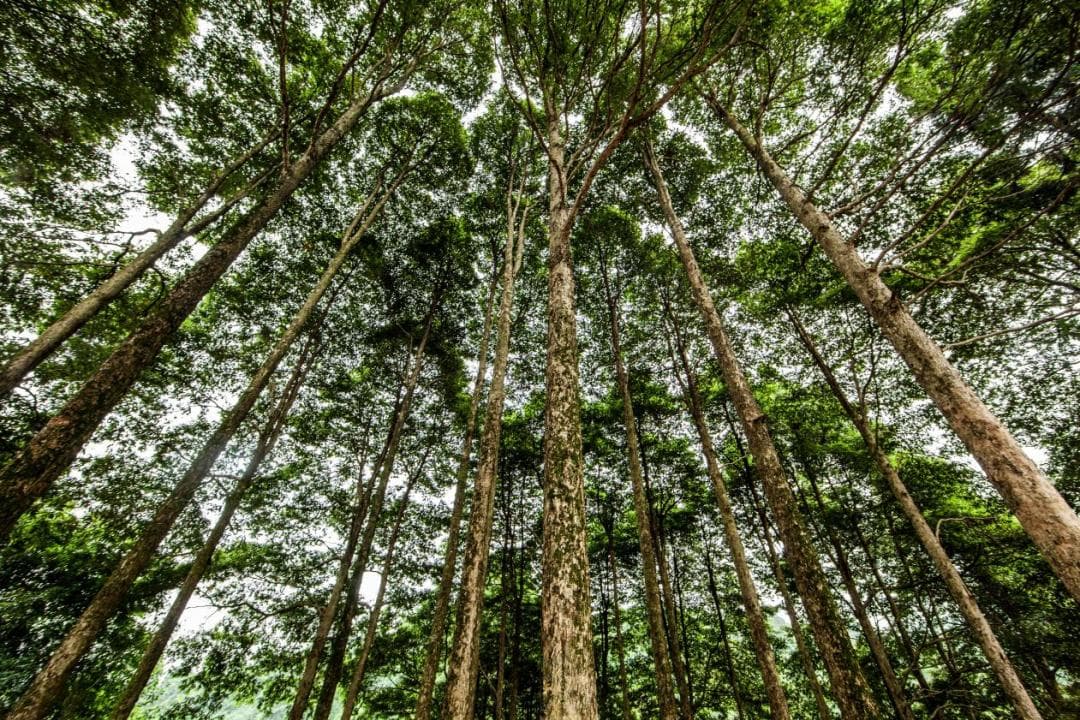生物多样性优秀案例：金洞管理区的生物多样性保护实践