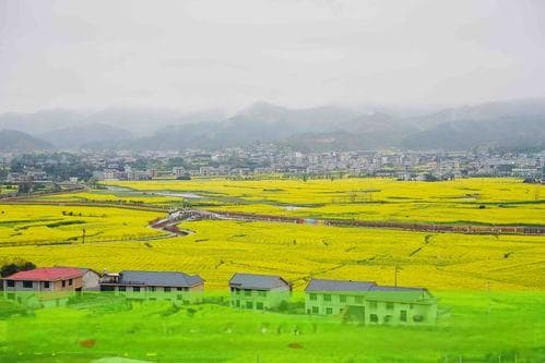 农村土地流转全面解析：模式、影响与未来展望
